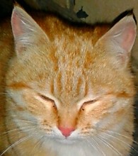 Mr. Perse Electronic cattary