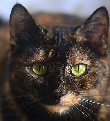 ЕК - кельтская