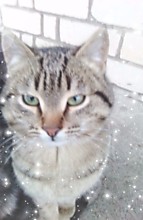 Mr. Dominik Electronic cattary