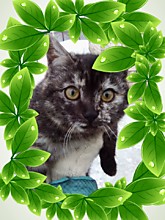 Lady Dumona Electronic cattary